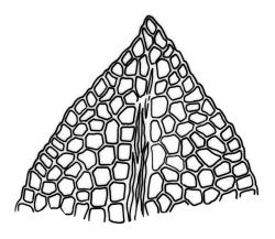 Fissidens  integerrimus, leaf apices.  Drawn from J.E. Beever 58-82, WELT M035513.
 Image: R.C. Wagstaff © Landcare Research 2014 